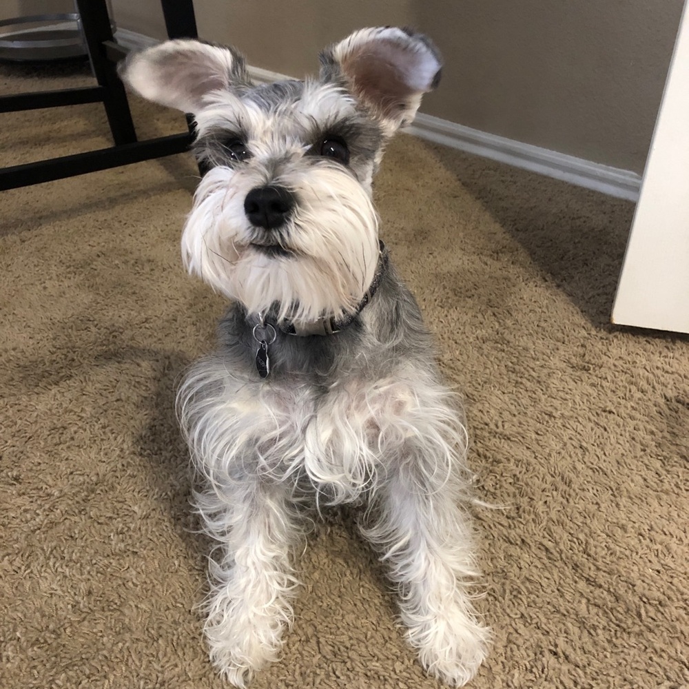 Meet your Posher, Blair